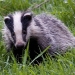 badger.jpg